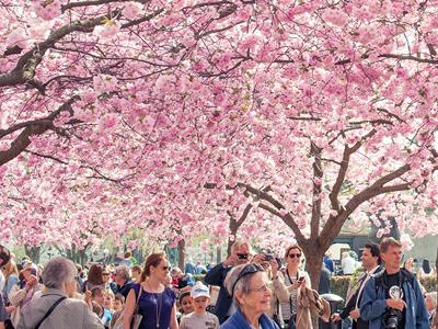 Kenalan dengan Hanami, Tradisi Nengok Bunga Sakura di Jepang